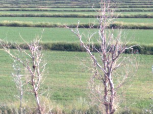 Campos en la margen derecha